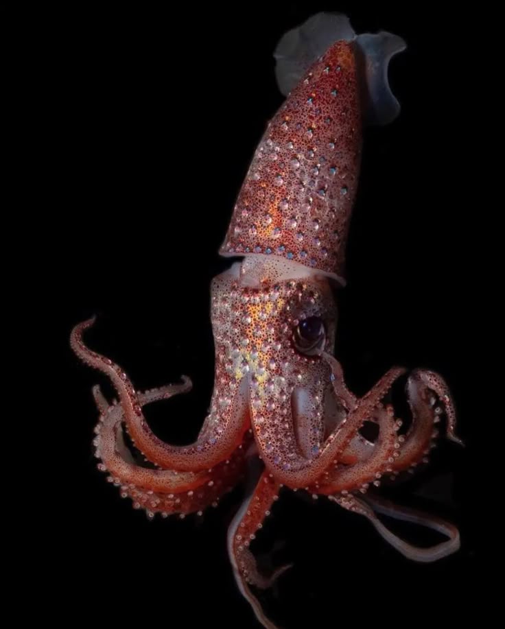 a closeup studio shot of a red squid with white speckles against a black background. the squid has large tentacles and a visible eye. the squid appears to be lit from the front.
