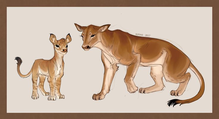 the image is a drawing of a hybrid animal resembling a cross between a cow and a lion. there are two figures: one appears to be a cub, and the other a larger adult. both have the bodies and general build of felines but with bovine features such as the head, ears, and color patterns. the cub is smaller and more slender, while the adult is larger and more muscular. the drawing has a sketchlike quality, with visible linework and shading.