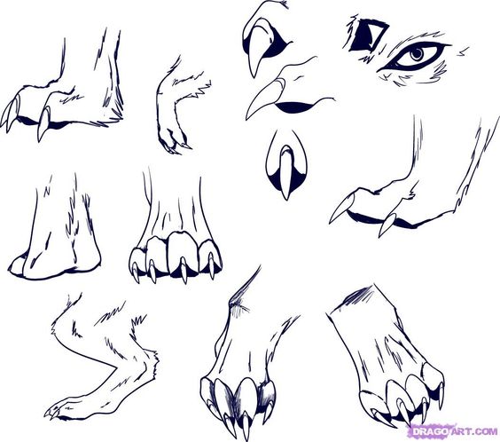 the image shows nine different drawings of animal paws in various positions and angles. they appear to be wolf paws, showcasing the sharp claws and structure of the paw pads. the drawings are done in a simple, line art style, potentially serving as a tutorial or reference for learning how to draw animal anatomy.