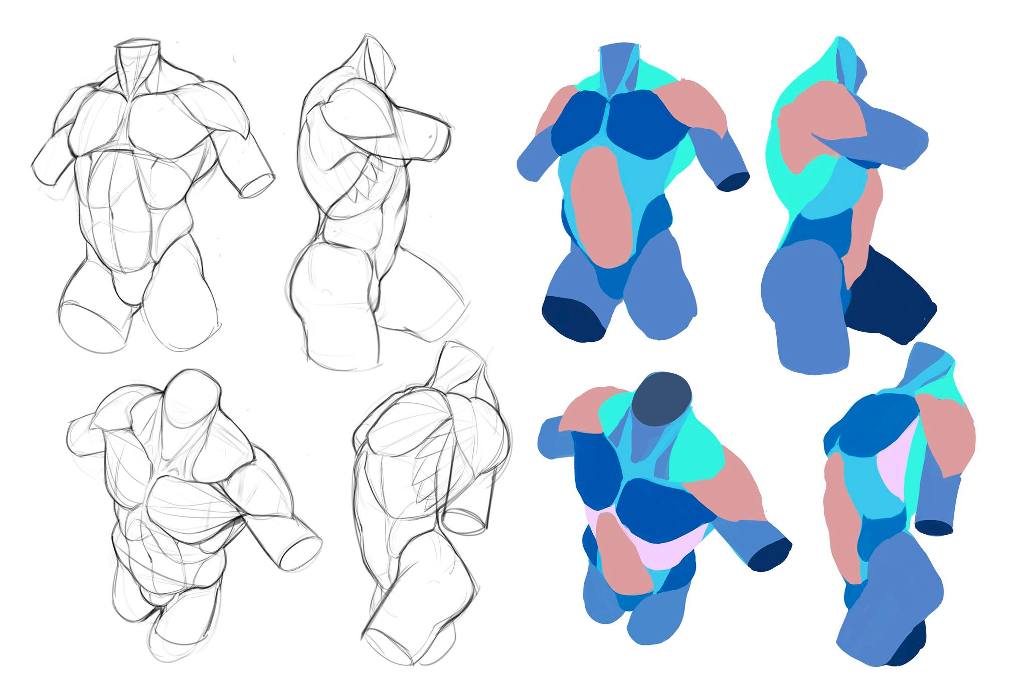 he image shows a series of drawings and paintings depicting the male torso from various angles. the left side shows detailed pencil sketches, showcasing the musculature with varying levels of detail. the right side presents stylized color renderings of the torso, breaking down the form into colored sections, implying muscle groups.  the sketches range from simple outlines to more detailed representations of muscles. the colored versions utilize a flat, almost blocky style, prioritizing form and structure over realistic shading.  the overall presentation suggests a study or exercise in understanding and portraying human anatomy.