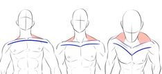 the image shows three sketches of a male upper body with varying levels of muscle definition. the sketches are highly stylized, focusing on showcasing the muscular structure for artists. the first figure showcases minimal muscle definition, the second has a moderate build, and the third displays a highly defined and muscular physique. each figure highlights the clavicle, pectoral muscles, and the delineation of the rib cage.