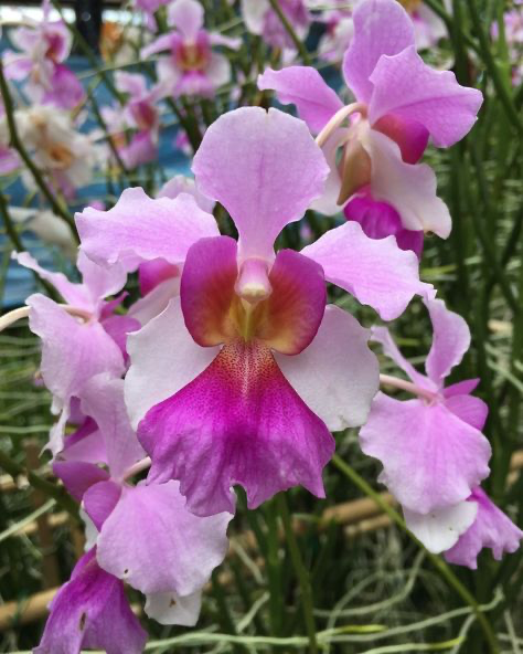 loseup view of a cluster of vibrant pink and purple orchids in full bloom. the orchids have multiple petals, with a prominent, darker pink/purple lip. the background is blurred but shows more orchids and green foliage, suggesting a garden or greenhouse setting. the focus is sharp on the central orchids, showcasing their intricate details and color variations. the overall impression is one of beauty, delicacy, and the vibrancy of nature.