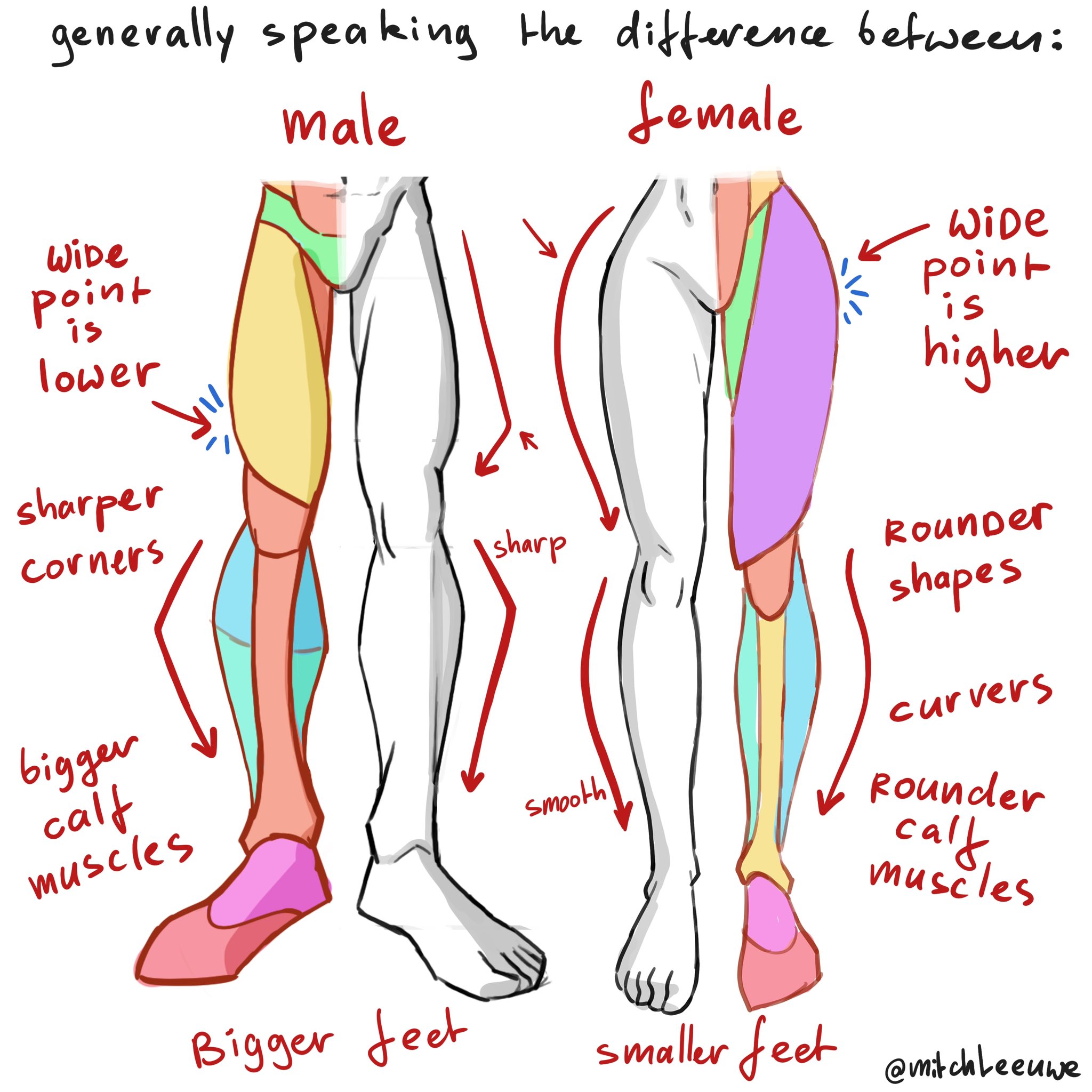 this is an anatomical drawing comparing the differences between male and female legs. the drawing highlights the differences in muscle mass, bone structure, and overall shape. the male leg is shown to have a wider point lower down, sharper corners, bigger calf muscles, and bigger feet. the female leg is shown to have a wider point higher up, rounder shapes and calf muscles, curvier lines, and smaller feet.