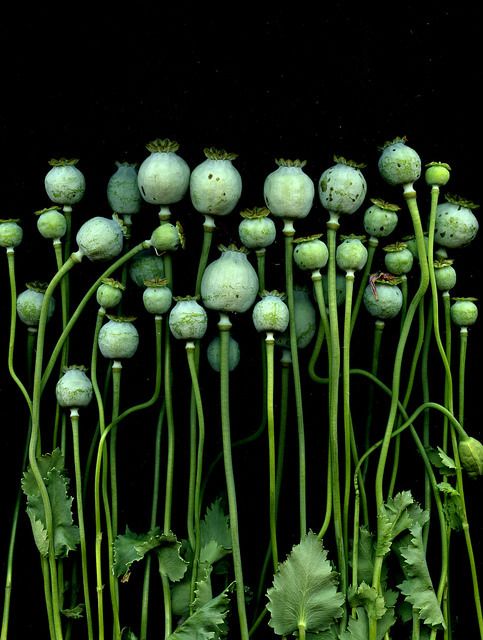 the image features numerous green poppy seed pods with long, slender green stems and green leaves against a stark black background. the poppy seed pods are the dominant feature, varying slightly in size and shape. the stems rise upwards, creating a dense vertical arrangement. the leaves are clustered at the base of the stems, adding texture to the composition.