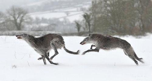 two irish wolfhound dogs running in a snowy field, full of winter white. the dogs are a grey colour with a white chest. the image shows the dogs in mid run with blur from the fast motion. the dogs are running side by side with their tongues out. the background is blurry and white, with a few trees visible.  the dogs look happy and energetic.  the dogs are clearly having fun running through the snow.