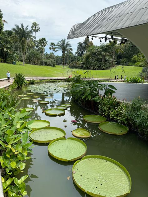 the image depicts a tranquil scene within the singapore botanic gardens, specifically the shaw foundation symphony lake.  large, vibrant green lily pads (likely victoria amazonica) dominate the surface of the calm water. the pond is surrounded by lush tropical vegetation, including numerous palm trees and other green plants.  in the background, a manicured green lawn stretches toward a modern, partially visible outdoor stage structure with a distinctive curved roof. a person can be seen walking on the lawn in the distance. the overall impression is one of serene beauty and wellmaintained natural landscaping within an urban setting.