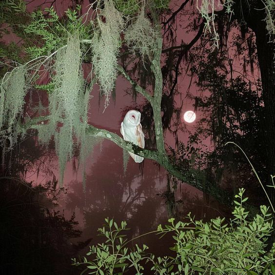 a barn owl sits perched on a mossdraped tree branch in the foreground, facing the left of the image. the background is a foggy, ethereal forest bathed in the light of a large, full moon and a pinkhued sky.