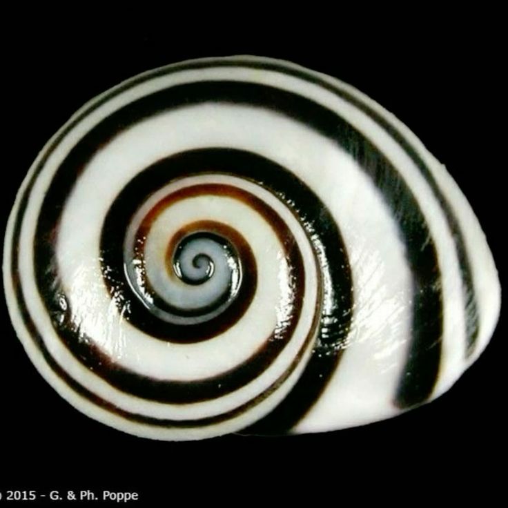 a close up of a spiral snail shell. the shell is a beautiful white, black, and brown color and has a smooth glossy finish. it is laying on a black background.