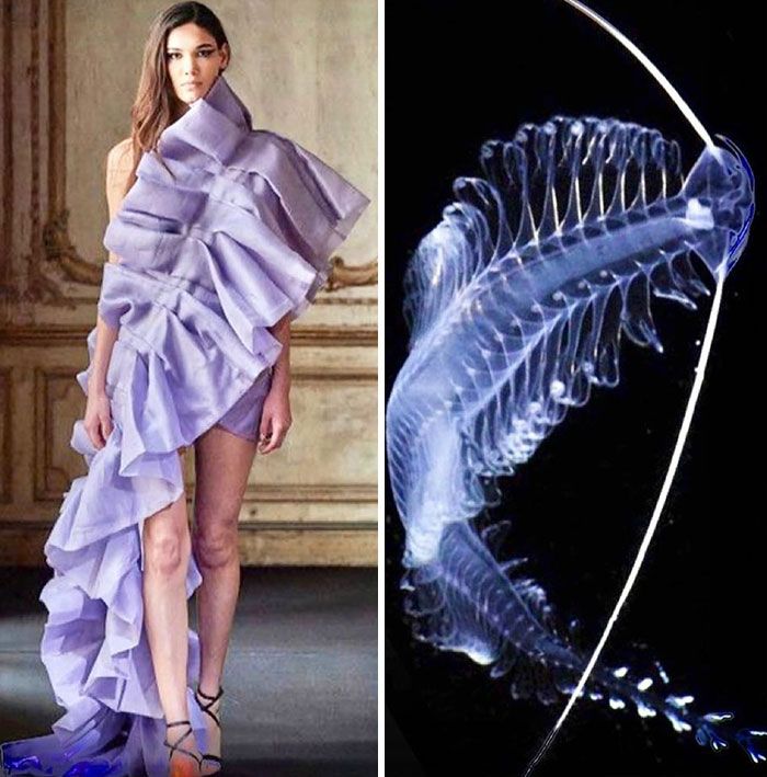 the image is split into two halves. the left half shows a model on a runway, wearing a purple ruffled dress. the dress is designed to resemble the tentacles of a jellyfish. the right half shows a closeup image of a jellyfish, highlighting the delicate structure of its tentacles. the image is a juxtaposition of fashion and nature, highlighting the similarities between the two.  the dress is inspired by the jellyfish's form,  and the jellyfish is used to show the natural inspiration behind the dress's design.