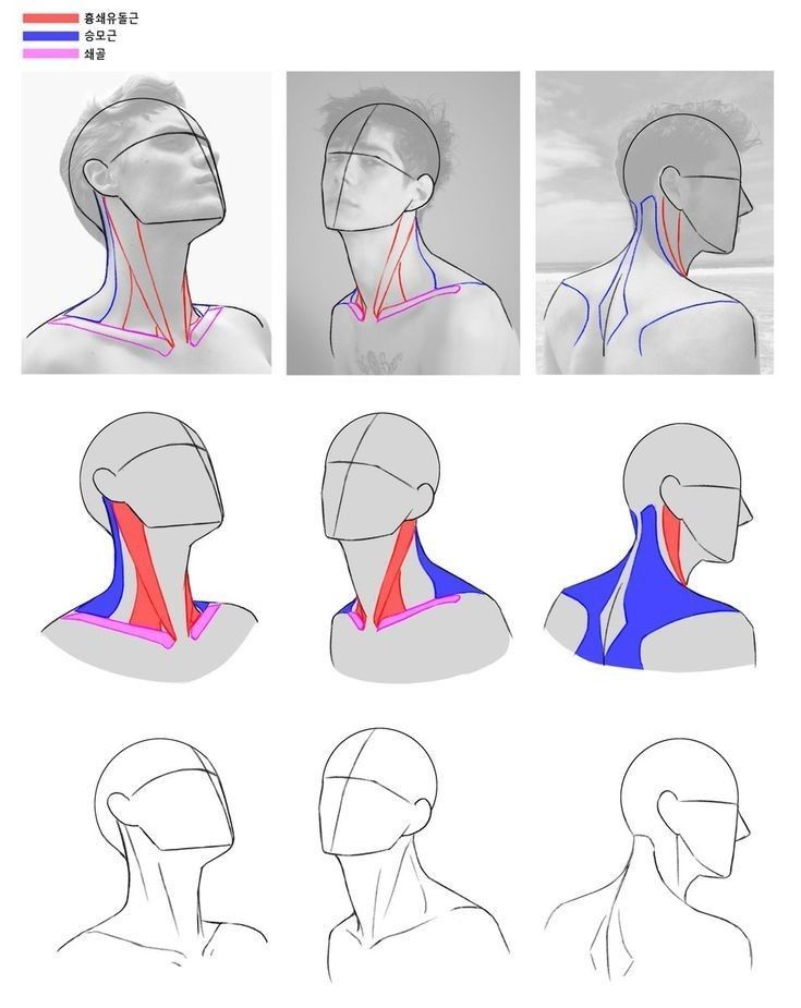 the image is an anatomical study of the human male neck. it features nine sketches that showcase the different muscle groups and how they appear from various angles. the muscles are highlighted in color to aid in identification.
