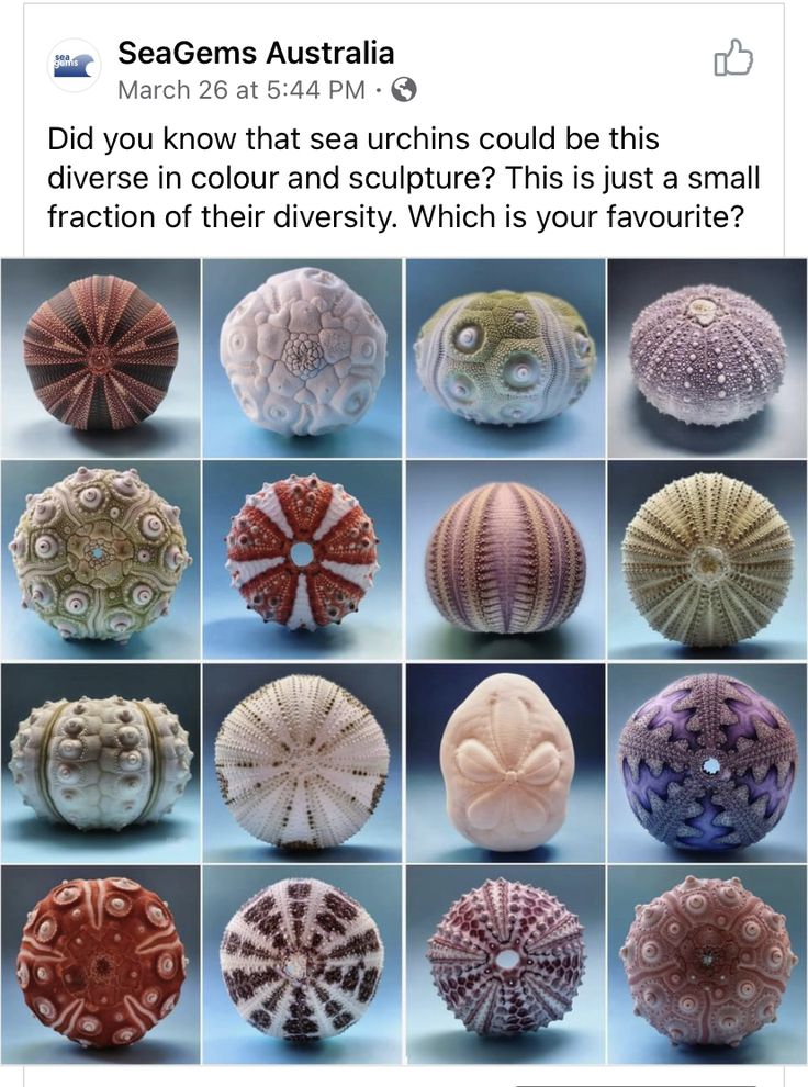 the image is a facebook post by seagems australia featuring a collection of sea urchin shells. the post asks if viewers knew that sea urchins could be so diverse in color and sculpture and invites them to choose their favorite. the image shows a grid of sixteen different sea urchin shells, each with unique patterns, colors, and textures.