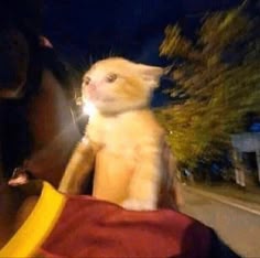 a cute orange kitten is sitting on a person's lap and is looking at the camera with its big green eyes. the person's arms are wrapped around the kitten, and the kitten looks very happy.
