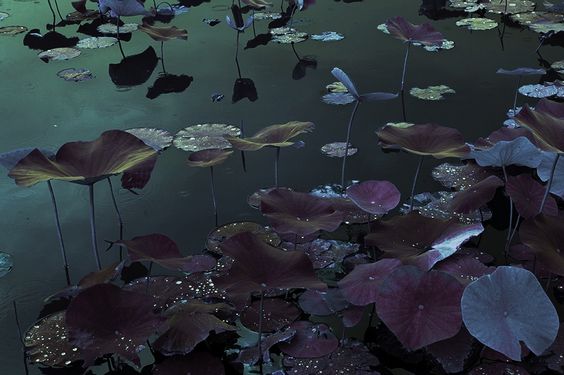 a photograph of lily pads on water.  the lily pads are shades of green, brown, and gray. the water is a dark bluegreen.