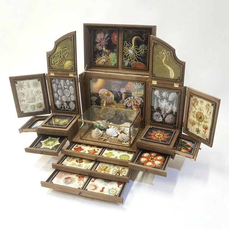 a wooden box with multiple drawers and hinged panels is displayed, showcasing a collection of sea shells in a glass case and various illustrations of marine life, seemingly inspired by ernst haeckel's "kunstformen der natur." the box is adorned with framed images of sea creatures and the drawers feature similar illustrations, suggesting a curiosity cabinet or decorative item themed around marine biology.