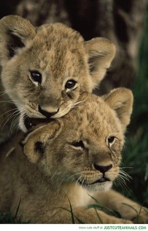two adorable lion cubs cuddle up to each other, with the one on top resting its head on the other's shoulder.  the cubs are both looking at the camera, and they have a very sweet expression on their faces.  the image is captured from a closeup perspective, and the background is blurred, allowing the cubs to be the focus of the image.  the lighting is natural and highlights the soft fur of the cubs.