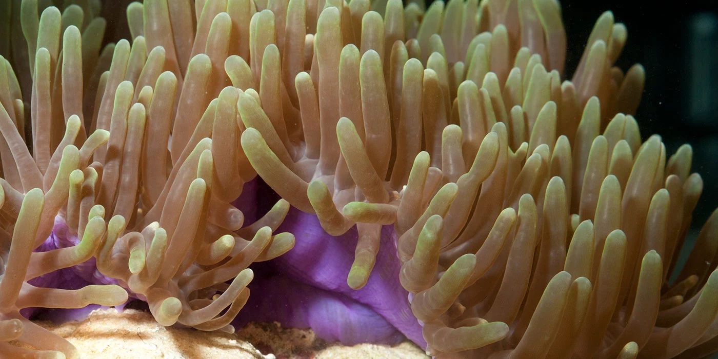 a closeup shot of a sea anemone. its tentacles are a pale yellowgreen with brown bases, and the body is a deep purple. the anemone is attached to a rock covered in sand.