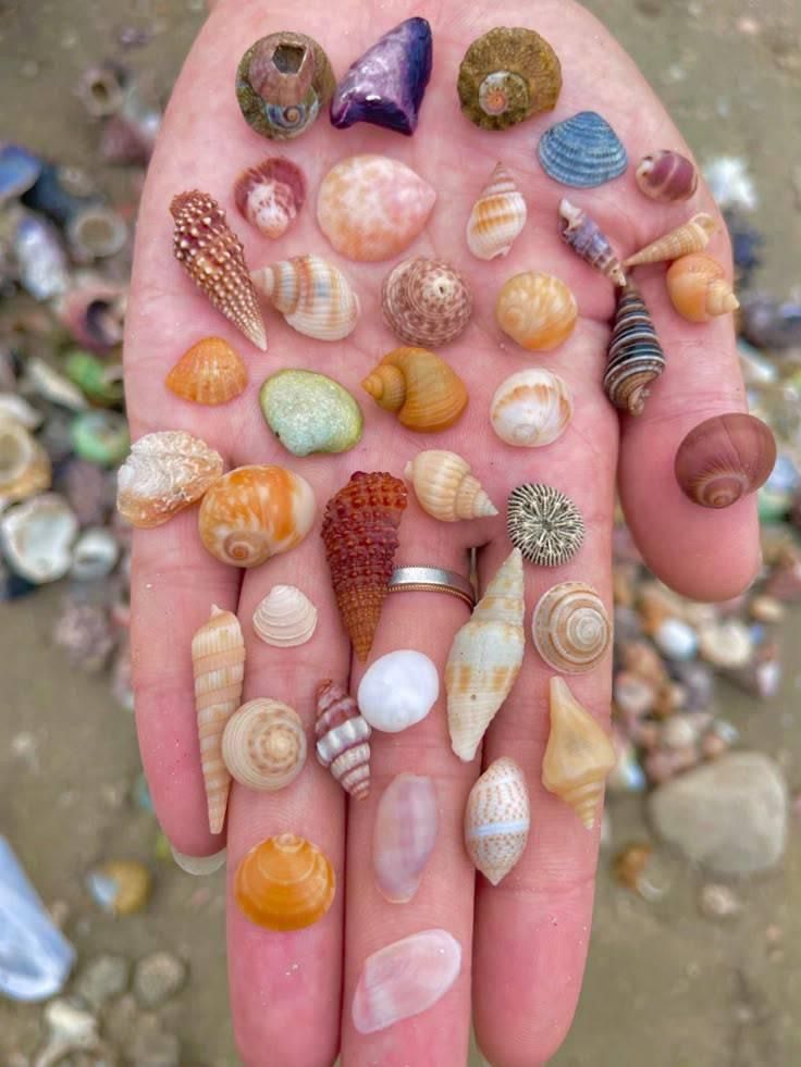 a closeup image shows a hand holding a collection of seashells of various shapes, sizes, and colors. the shells appear to have been collected from a beach, with the sandy background visible. the collection includes a wide array of mollusks, showcasing the diversity of marine life.
