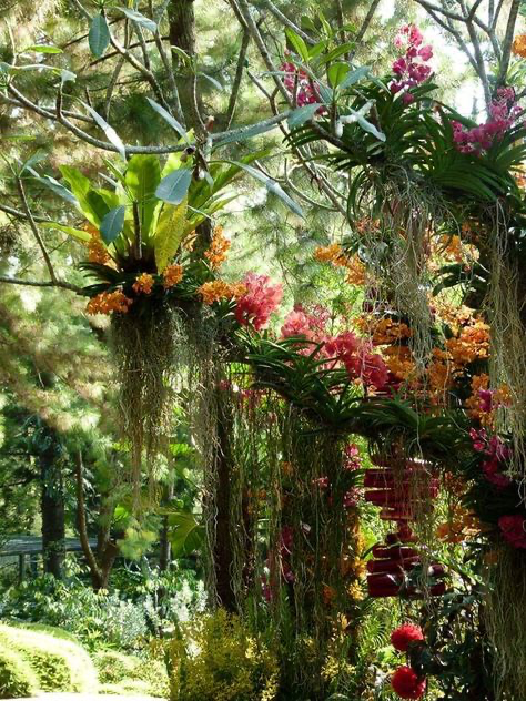 a vibrant and lush tropical garden scene brimming with an abundance of colorful orchids.  the orchids hang in baskets and grow on trees, creating a cascading display of flowers in various shades of pink, red, orange, and yellow.  the scene is densely packed with greenery, including ferns and other tropical plants, and is bathed in dappled sunlight.  a glimpse of a path or walkway is visible in the lower left, suggesting a garden setting.  the overall atmosphere is one of abundant, vibrant, and exotic beauty.
