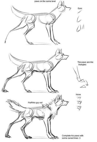 a step by step guide on how to draw a wolf.