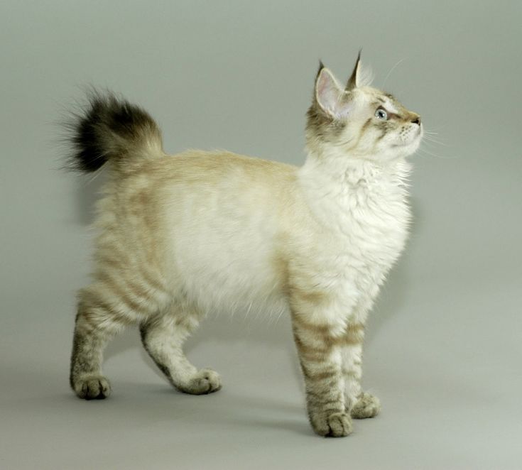 a white and brown tabby cat with a short tail is standing on a grey background and looking up. the cat has blue eyes, large ears, and a bushy tail. it has a sweet, innocent expression on its face.