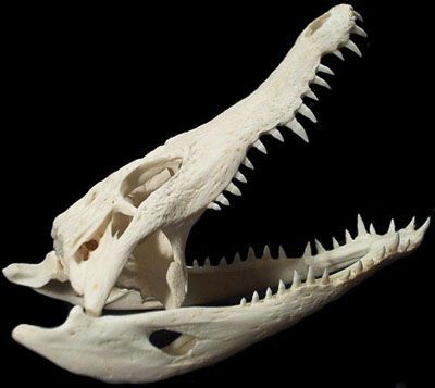 this is a closeup image of a white alligator skull with its jaw open, revealing sharp, pointed teeth. the skull is in excellent condition, with no visible cracks or breaks. the details of the skull are clear, including the bone structure and the individual teeth. the background is black, which helps to highlight the skull. the skull looks scary and prehistoric, which emphasizes the dangerous nature of alligators.