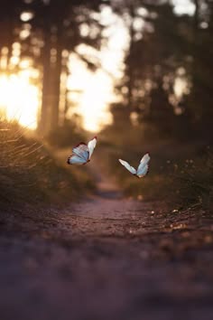 two white butterflies fly through a forest path illuminated by the sun. the path is lined with tall green grass and the surrounding trees are blurred in the background, creating a peaceful and serene atmosphere.