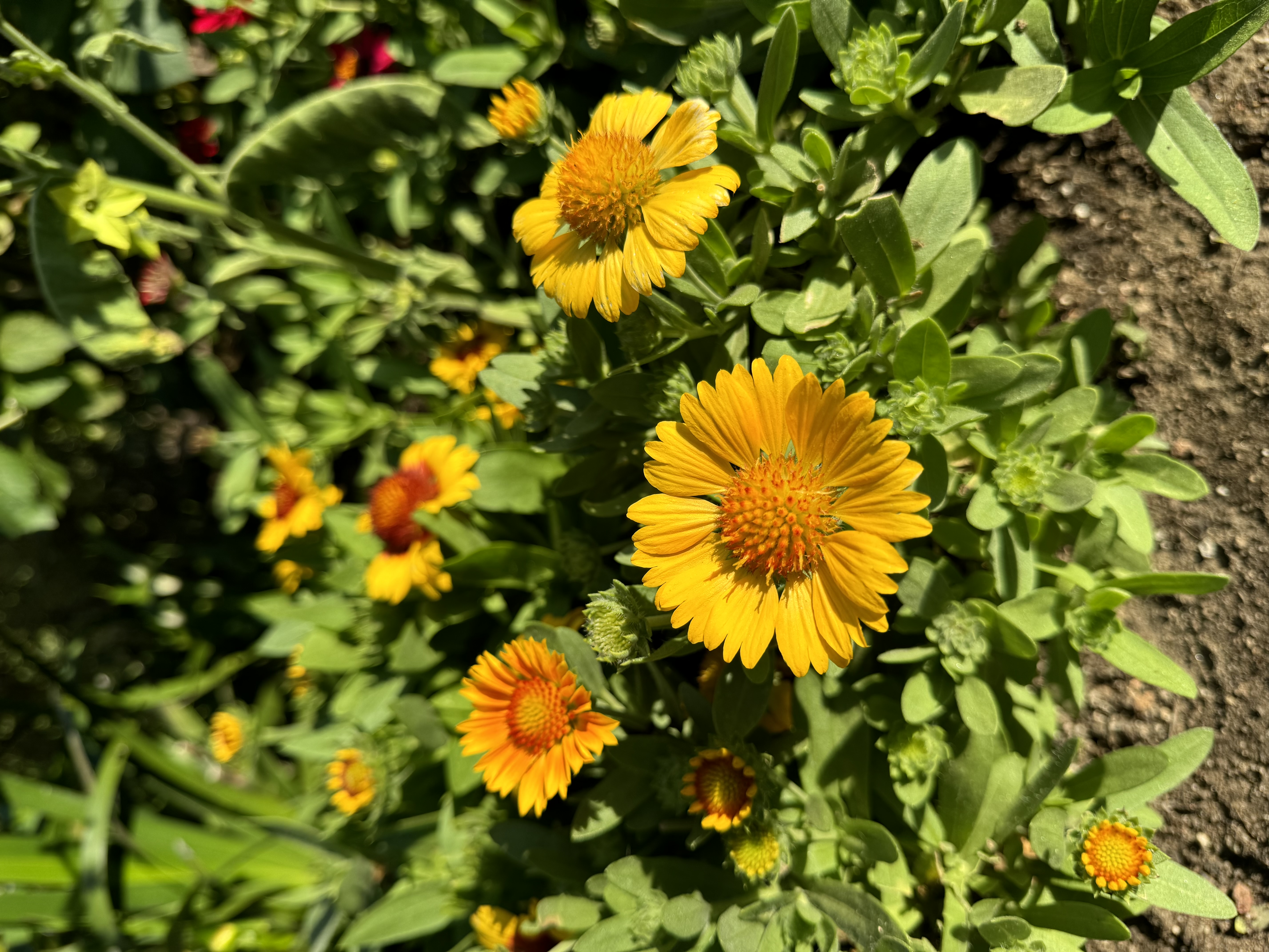 several vibrant yellow flowers with reddishorange centers, known as blanket flowers (gaillardia), thrive in a sundrenched garden. the flowers are surrounded by lush green foliage, and the ground is visible in the foreground. the image captures the beauty of nature with its vivid colors and natural lighting.