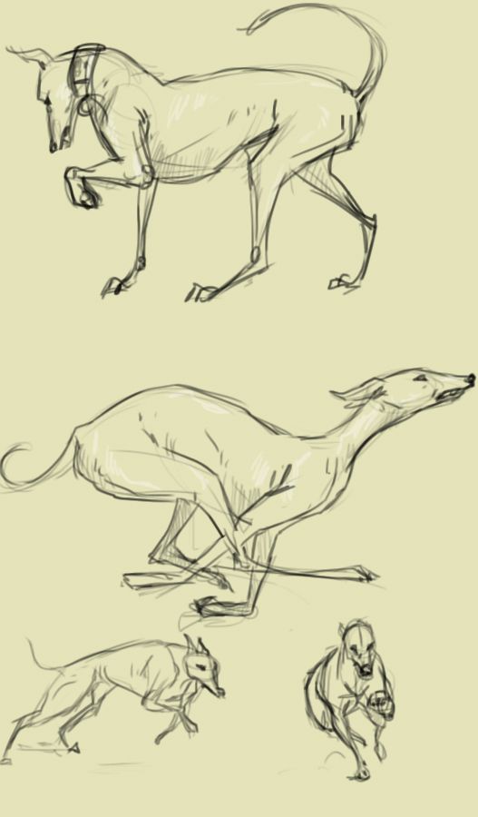 a sketch of four greyhounds in different poses. one is standing with its leg lifted, one is running quickly, and two are running towards the viewer. the sketches are done in a simple line art style.