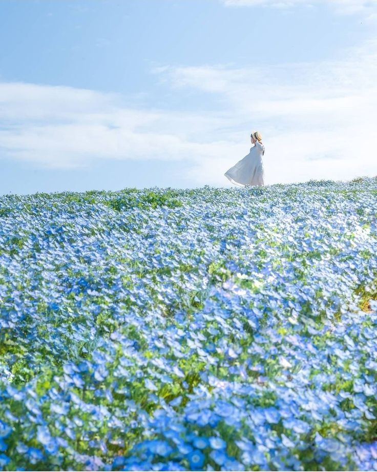 the image shows a woman in a flowing white dress walking across a vast, gently sloping hill covered in a sea of nemophila menziesii (baby blue eyes) flowers. the flowers are a vibrant light blue, creating a striking contrast with the woman's white dress and the clear blue sky. the scene is peaceful and serene, evoking a sense of tranquility and the beauty of nature. the location appears to be hitachi seaside park in japan, known for its stunning spring displays of these flowers. the overall atmosphere is bright and sunny, with soft, diffused light highlighting the flowers and the woman’s graceful movement.