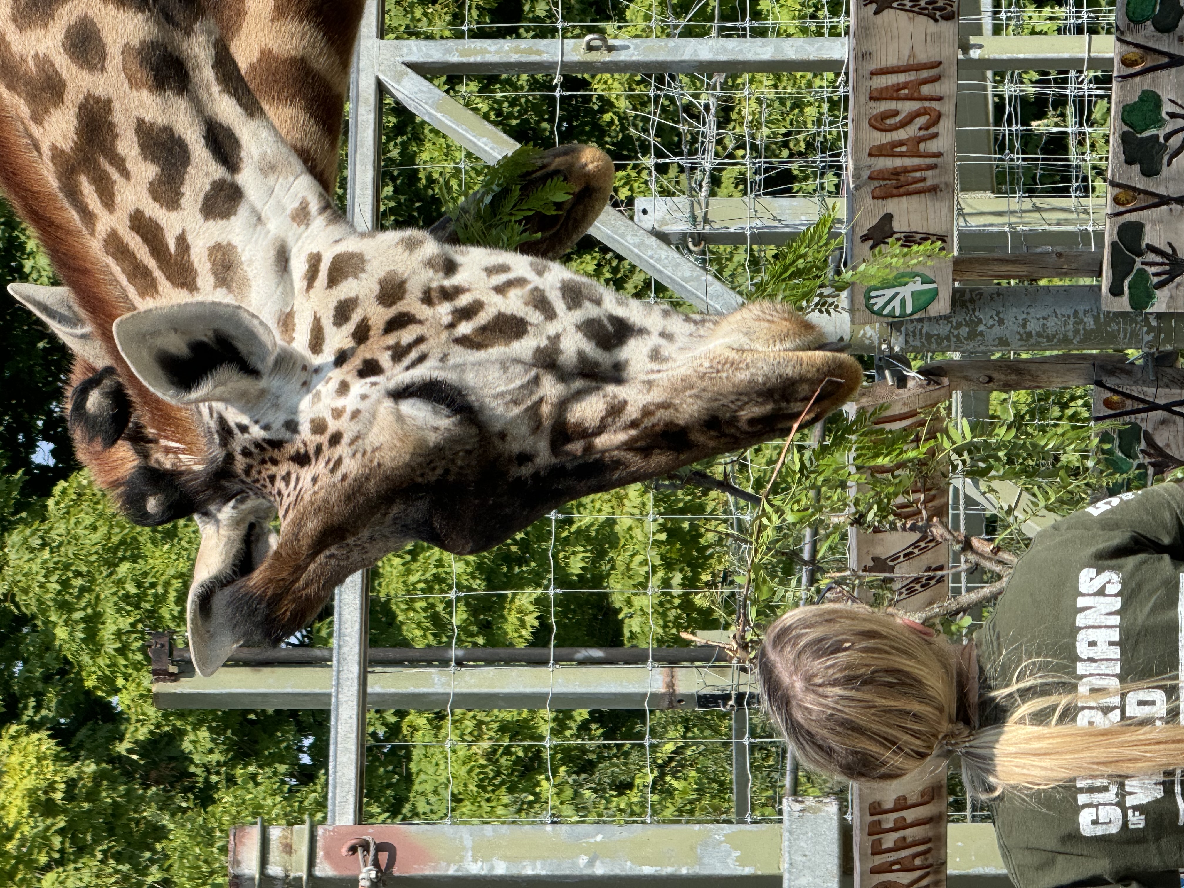 a giraffe at a zoo bends its head down towards a zoo keeper who is looking up at the giraffe. the zoo keeper is blonde and wearing a black shirt. behind the giraffe is a green, leafy tree.  there is a metal fence between the giraffe and the zoo keeper. there is a sign that says "masai" on the fence.