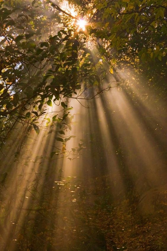 this image captures a serene view of a forest illuminated by sunbeams. the perspective is from the ground looking up towards the canopy, where the sun is partially obscured by leaves and branches. the light streams through the foliage, creating a mesmerizing display of sun rays, also known as "god rays" or "crepuscular rays," that illuminate the misty air. the overall ambiance is one of tranquility and peace, showcasing the beauty of nature.