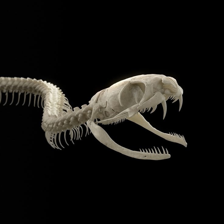 a closeup shot of a snake skeleton, with its skull facing forward, showing its sharp teeth and fangs. the skeleton is isolated against a black background. the snake is positioned with its head raised and its mouth slightly open, giving the impression of being ready to strike. the detail of the bones and the overall composition of the image create a sense of both beauty and danger.