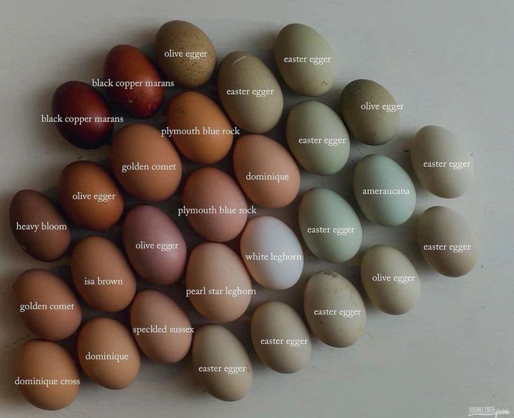 the image shows a collection of chicken eggs of various breeds and colors, labeled with their respective names. the eggs are arranged in a pile, displaying a range of shades including brown, blue, green, olive, white, and speckled. the breeds identified include olive egger, easter egger, black copper marans, plymouth blue rock, golden comet, dominique, heavy bloom, isa brown, white leghorn, pearl star leghorn, speckled sussex, dominique cross, and ameraucana.