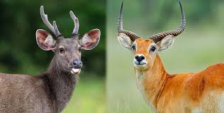 the image shows a sidebyside comparison of two different ungulates. on the left is a sambar deer (cervus unicolor), a dark brown deer with large antlers, characteristic of its asian origin. on the right is a red lechwe (kobus leche), a reddishbrown antelope with distinctive horns, native to africa. both animals are shown in a natural setting,  likely a grassland or forested area. the closeup shots provide a detailed view of their features, allowing for easy comparison of their size, coloration, and horn/antler structures.