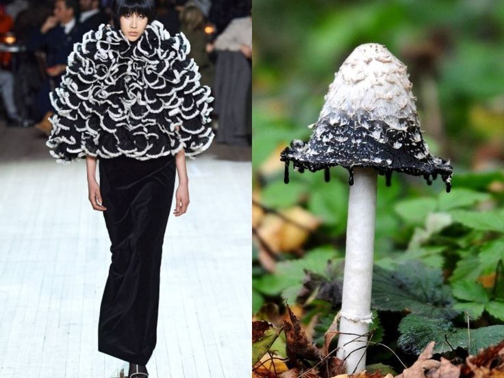 the image shows a comparison between a fashion design and a natural object. on the left side, a model walks the runway wearing a black and white dress with a dramatic, rufflelayered cape. the cape bears a striking resemblance to the ink cap mushroom depicted on the right side of the image. the mushroom's black and white cap, with its dripping spores, appears to have inspired the design of the cape. this juxtaposition highlights the connection between nature and fashion, showcasing how the natural world can spark creativity in the realm of design.