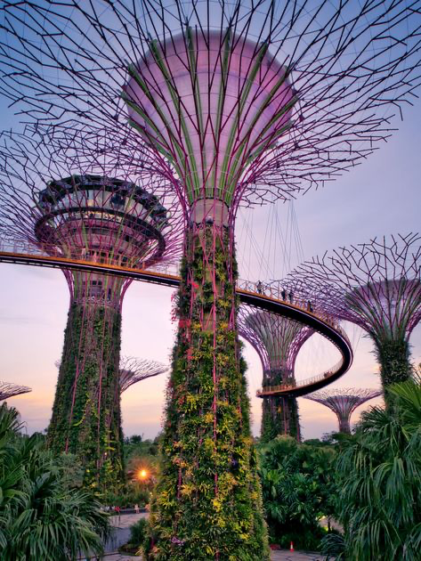 the image showcases the supertree grove at gardens by the bay in singapore during a beautiful sunset.  multiple large, treelike structures with intricate metal frameworks and lush vertical gardens dominate the scene. a curved elevated walkway connects some of the supertrees. the sky is a soft blend of purples and pinks, enhancing the dramatic lighting on the structures.  the overall impression is one of futuristic, ecofriendly design seamlessly integrated into a tropical environment.  the image is likely hdr processed, given the rich detail and dynamic range in the lighting.