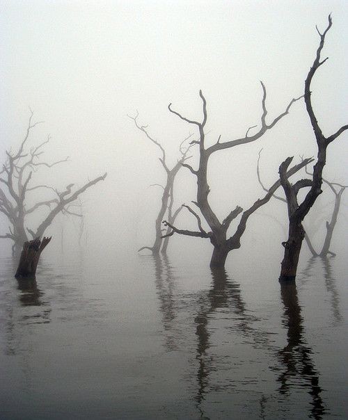 a misty landscape with several bare trees standing in a lake. the fog obscures the surrounding environment, creating a spooky and eerie atmosphere. the trees' dark silhouettes are reflected in the still water.