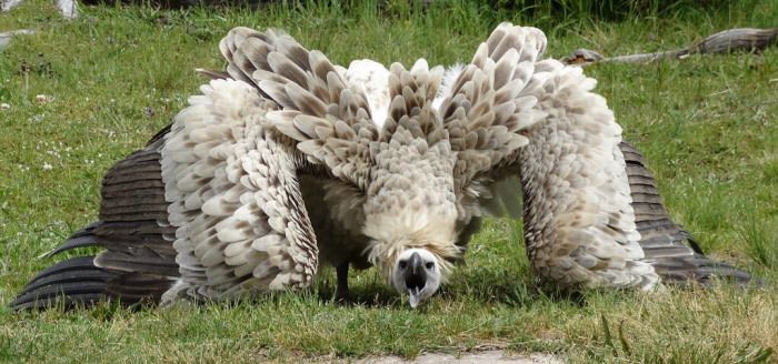 a white and brown vulture stands on the ground with its wings spread out. it is looking straight at the camera. the vulture is in a grassy field and there are some other green plants in the background. the vulture's beak is open slightly as if it is about to make a sound.