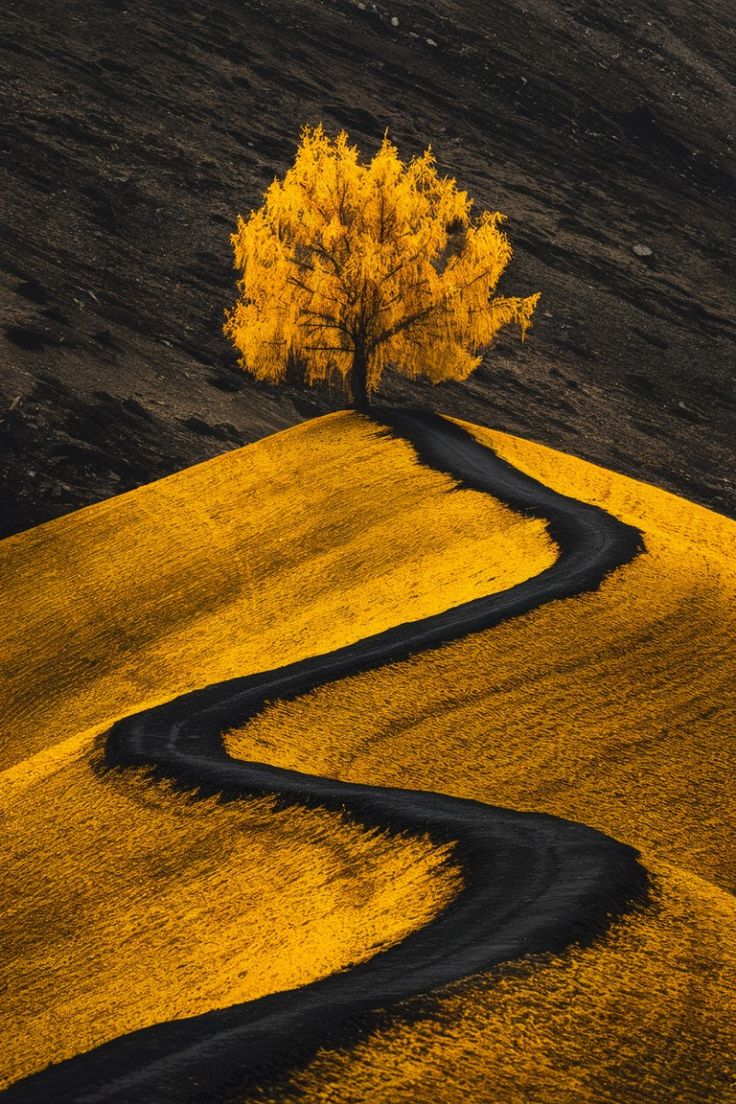 the image features a striking landscape with a single, vibrant yellow tree perched atop a hill covered in golden grass. a winding black road cuts through the hill, leading up to the tree. the background is a dark, sloping terrain, providing a stark contrast to the bright yellow of the tree and hill. the scene evokes a sense of autumn or fall due to the color palette.