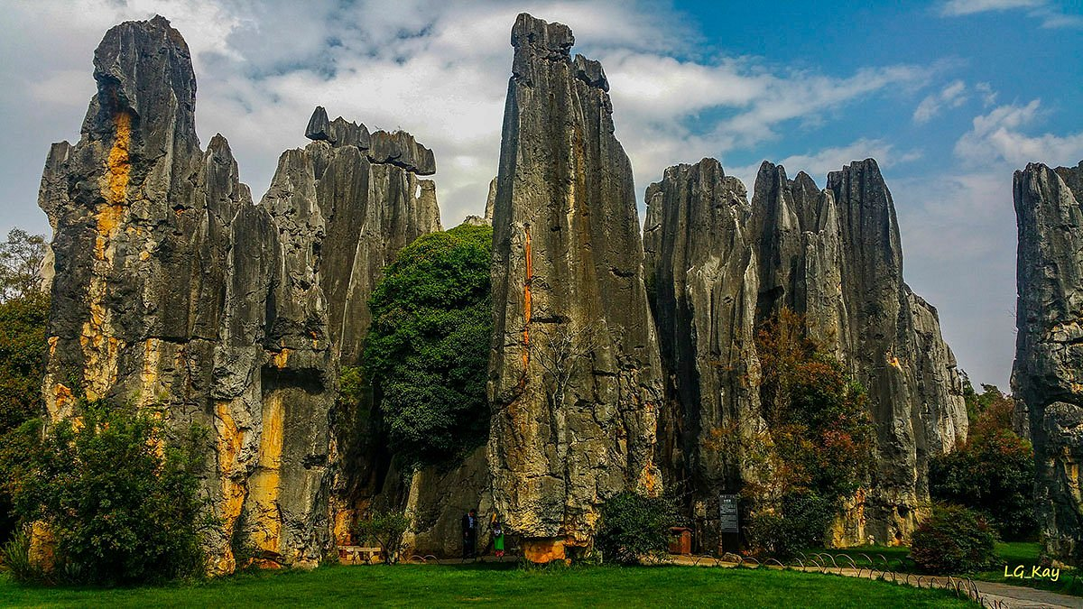 the image shows the stone forest in yunnan, china. it is a karst landscape with tall, gray limestone pillars rising from a green grassy area. there are trees and vegetation interspersed among the rock formations. the sky is blue with some white clouds. the scene is a natural outdoor setting.