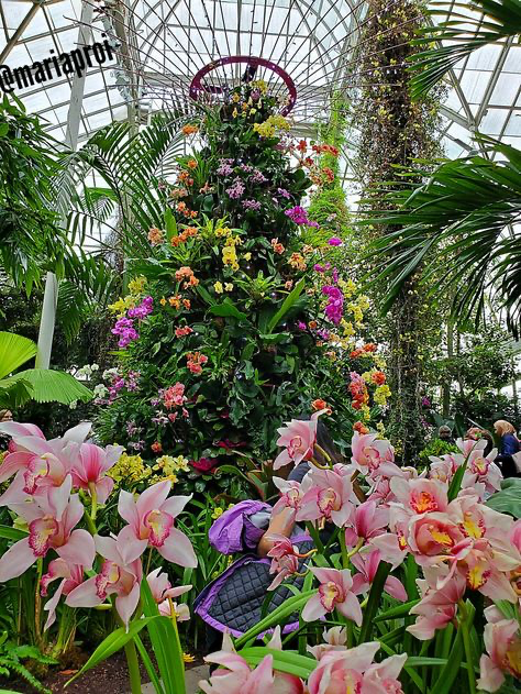 a vibrant and colorful image showcasing a large, impressive display of orchids within a glass greenhouse or conservatory. the orchids are arranged in a cascading, treelike structure, with a wide variety of colors and types. the orchids include pinks, purples, yellows, and oranges, creating a striking visual impact. other plants and foliage surround the orchid display, providing a lush and green backdrop to the vibrant blossoms. the greenhouse's glass ceiling is visible in the upper portion of the image, allowing natural light to illuminate the scene. in the foreground, more orchids of a light pink hue are featured, inviting the viewer to experience the beauty of these flowers up close. a person partially visible, wearing a purple jacket and black quilted vest is seen tending the plants. the overall impression is one of abundant natural beauty and the careful cultivation of these stunning flowers.