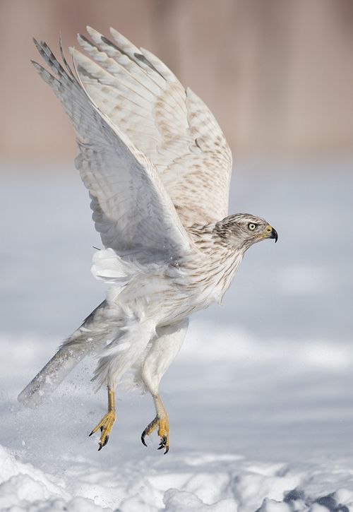 a hawk is captured midflight above a snowy landscape. the bird's wings are fully extended, displaying its feathered texture. it is looking to the right with a sharp gaze. its talons are visible.