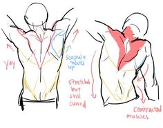 the image is a sketch of a man's back muscles. the sketch is labeled with the names of the muscles and how they move. the image is a reference for artists.