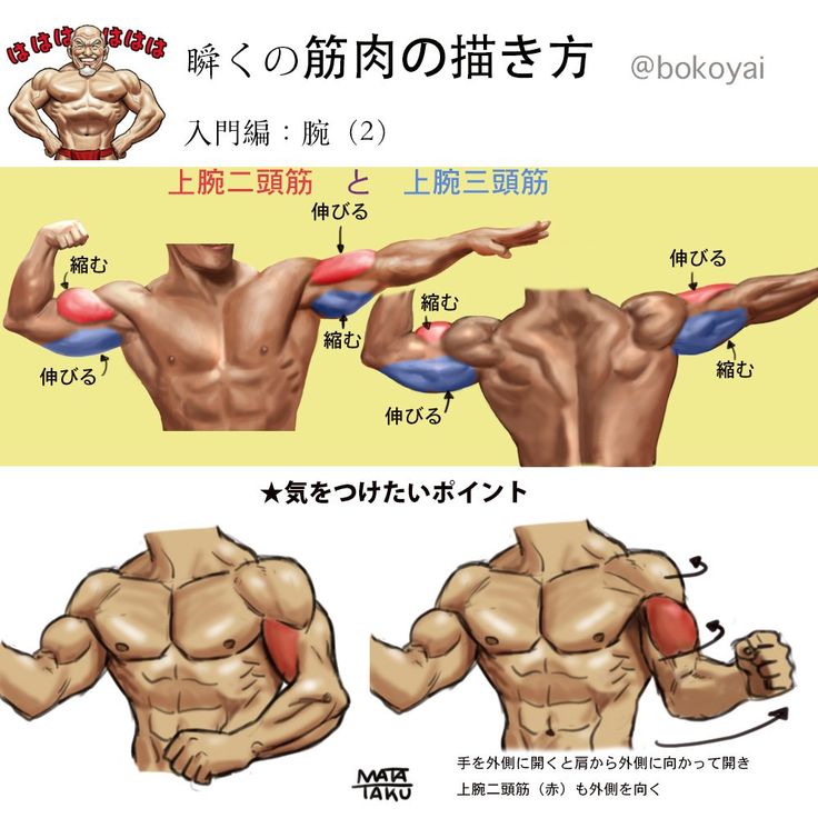 this is an image of an illustrated guide to the correct form for performing bicep and tricep exercises in japanese. the drawing shows the muscle groups involved in each exercise and provides instructions for how to properly stretch and contract each muscle.