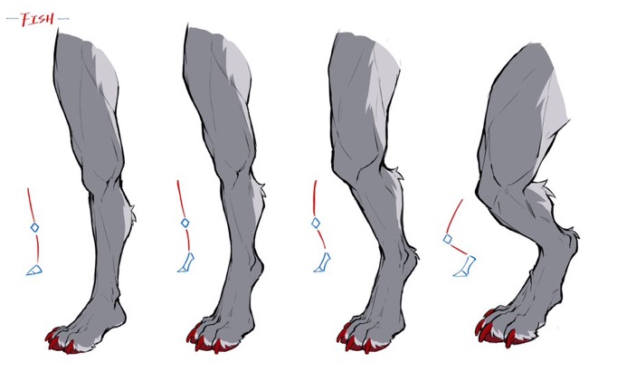 the image is a digital art tutorial showcasing different poses and perspectives of anthropomorphic (humanlike) legs, specifically those resembling a canine or wolf.  four examples of legs are presented, each with slight variations in leg position, angle, and muscle definition.  simple red and blue lines indicate the basic skeletal structure and joint movements, helping to guide the artist in understanding the underlying anatomy.  the legs are grey with red claws, set against a white background.  the word "fish" is written in the upperleft corner, which may be a watermark or artist's signature.  the tutorial primarily focuses on how to accurately depict the form and muscle structure of such legs in various poses.