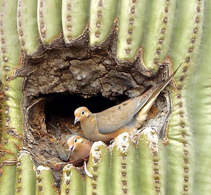 the image shows two mourning doves nesting inside a hole in a saguaro cactus. one bird is nestled in the nest, while the other is perched on the edge of the hole, with its tail feathers extending out. the cactus is green and has numerous spines.