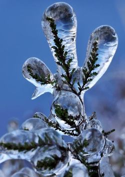 a closeup shot shows a plant branch completely encased in a thick layer of clear ice, with a vibrant blue sky in the background. the ice forms unique, rounded shapes around the branches and leaves, creating a surreal and beautiful winter scene.