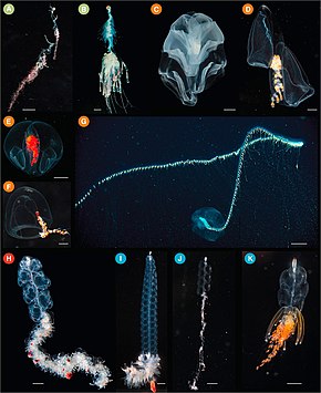 the image is a collage of twelve photographs showcasing a variety of jellyfish and other bioluminescent deepsea creatures. the creatures are shown in various poses, some with their tentacles extended and others with their bodies contracted. the background in each photograph is the dark depths of the ocean, highlighting the vibrant colors and intricate details of these fascinating creatures.