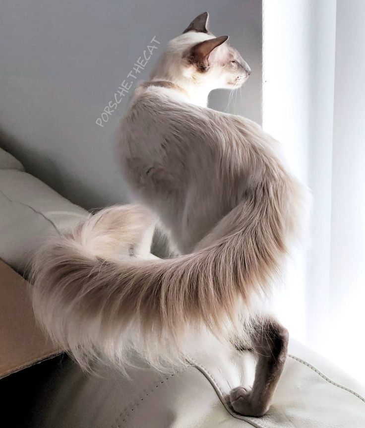 a white balinese cat is sitting on a white couch. the cat has long, fluffy fur, especially on its tail, and is looking out a window. the cat is bathed in warm sunlight coming from behind.