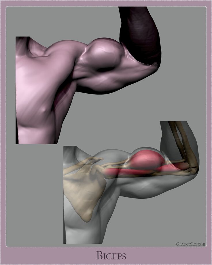 an anatomical study of the bicep muscle in a flexed position. the top image showcases the muscle's form and volume, while the bottom image reveals the underlying skeletal and muscular structures.